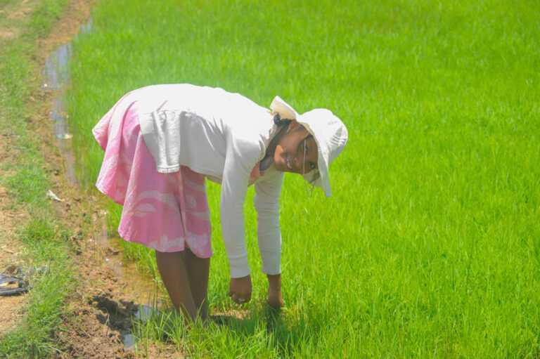 a woman in the rice fields